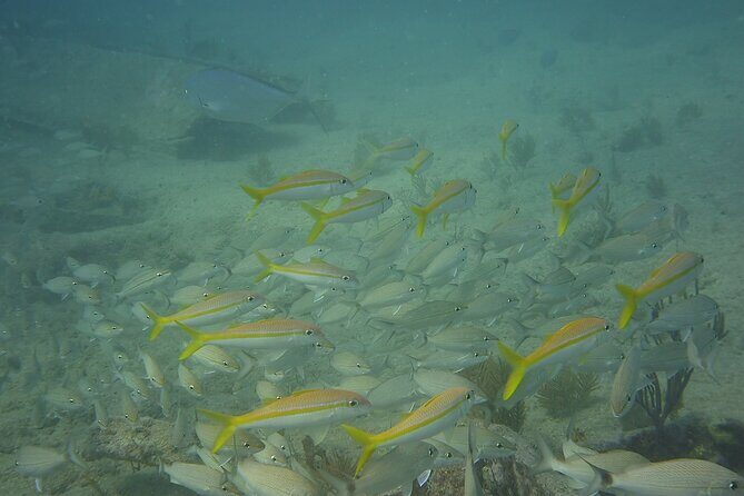 Discover Snorkeling Tour in Panama City - The Sum Up