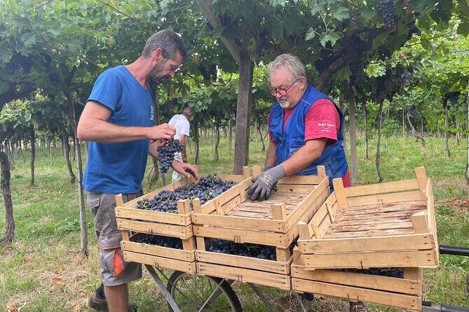 Discover the Amarone wine: 1 winery with delicious food pairing - An In-Depth Look at the Experience