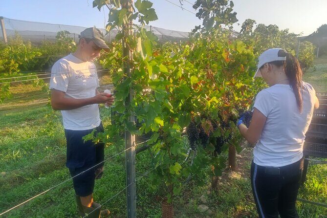 Discover the Amarone wine: 1 winery with delicious food pairing - FAQs