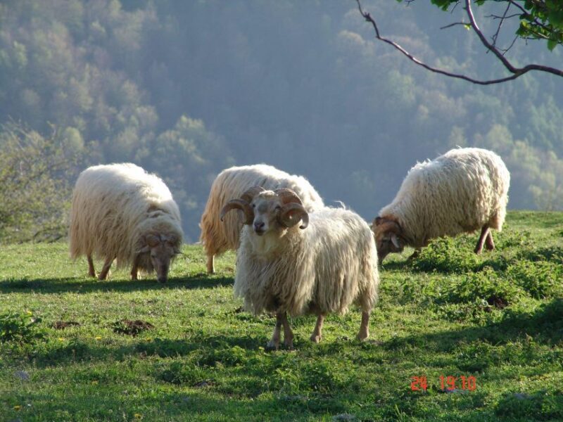 Discover the Art of Idiazabal Cheese in the Basque Country - FAQ
