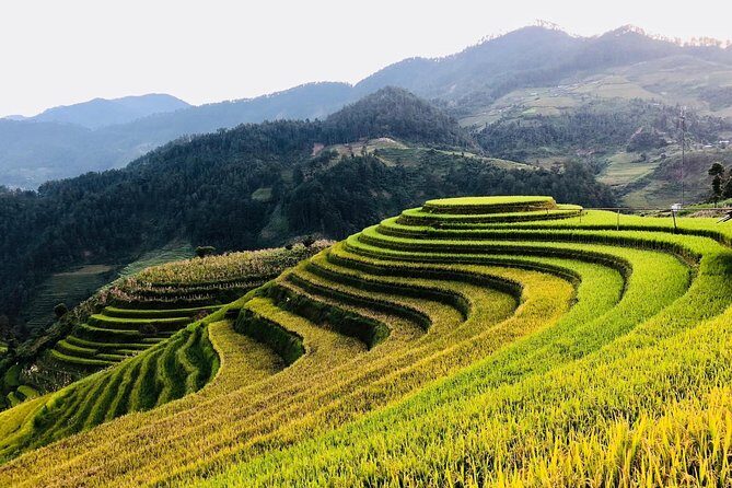 Discover the Beauty of Sa Pa: A One-Day Trek - The Sum Up