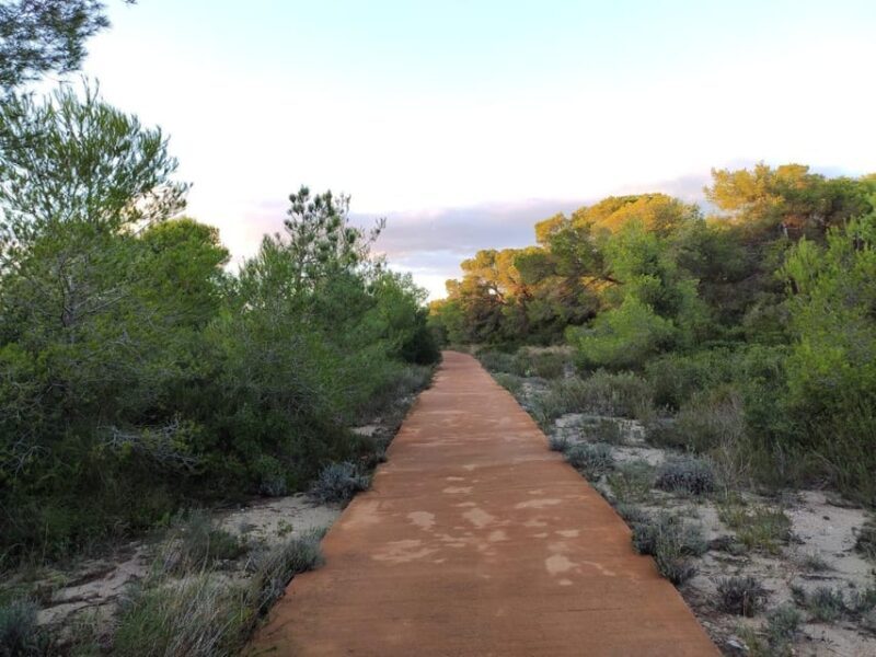 Discover the Devesa and the Albufera: Guided tour - A Deep Dive into the Tour Experience