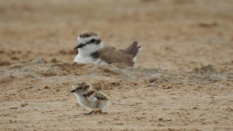 Discover the Devesa and the Albufera: Guided tour - Is the Tour Worth the Price?