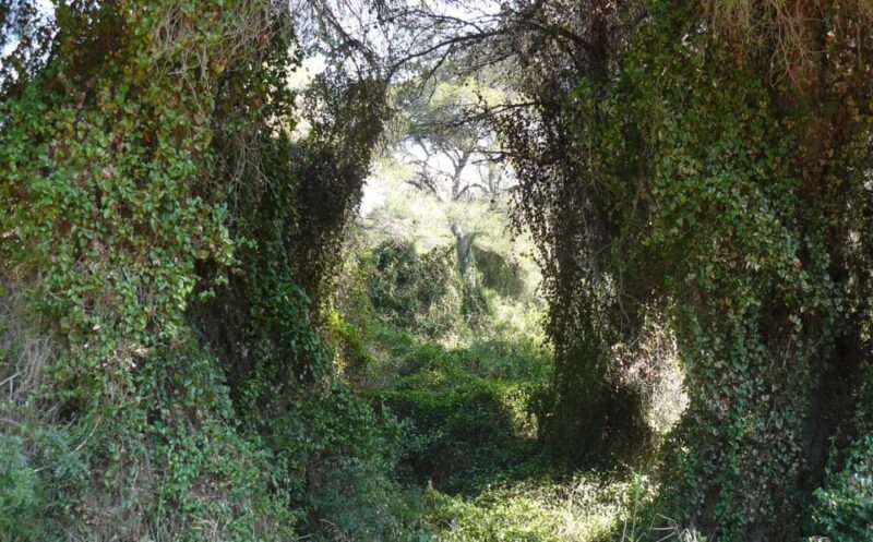 Discover the Devesa and the Albufera: Guided tour - What Travelers Should Know