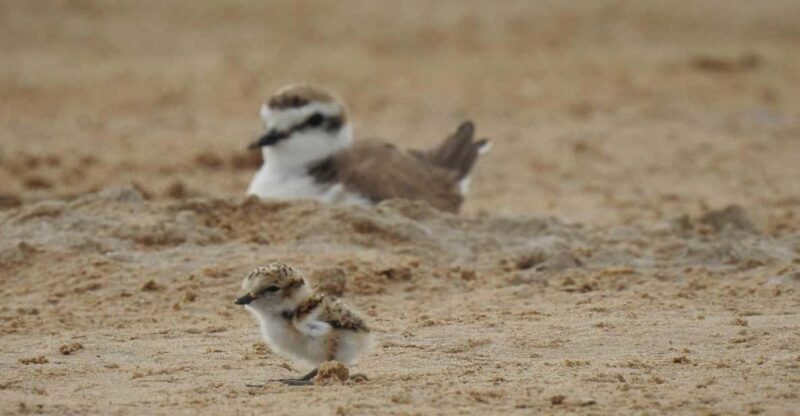 Discover the Devesa and the Albufera: Guided tour - Final Thoughts: Who Will Love This Tour?
