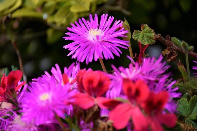 Discover The East - Madeira Island - What the Reviews Say: Authentic Insights