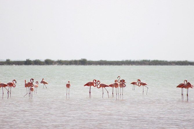 Discover the FABULOUS PINK WATERS at the Caribean (Las Coloradas+Río Lagartos) - Introduction: An Eye-Copping Day From Cancun