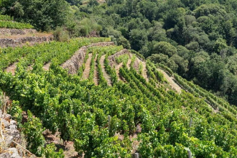 Discover the Ribeira Sacra with a unique wine experience! - What the Tour Includes and How It’s Structured