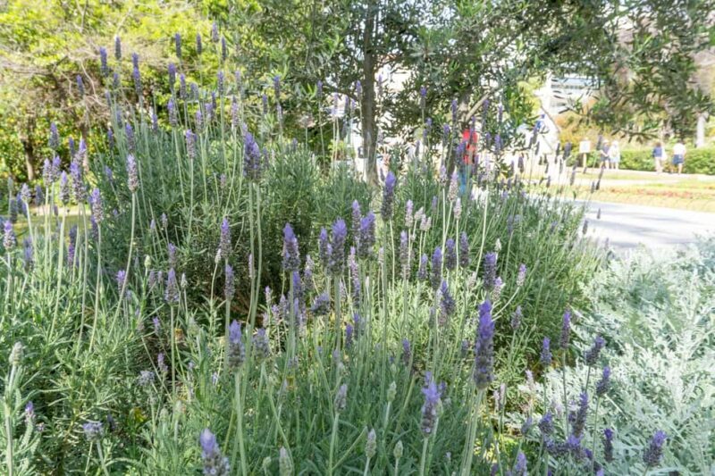 Discover the World of Herbs in the National Garden of Athens - Key Points