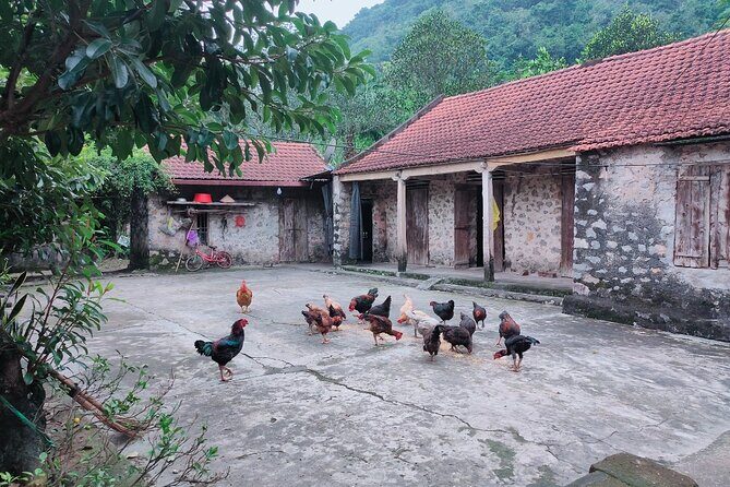 Discover Trang An Natural World Heritage, Bich Dong Pagoda, Cycling Day Tour - Practical Details and Value