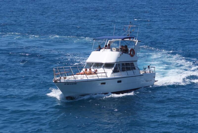 Discover whales in Tenerife: exclusive yacht tour with swimming and lunch. - The Value for Money