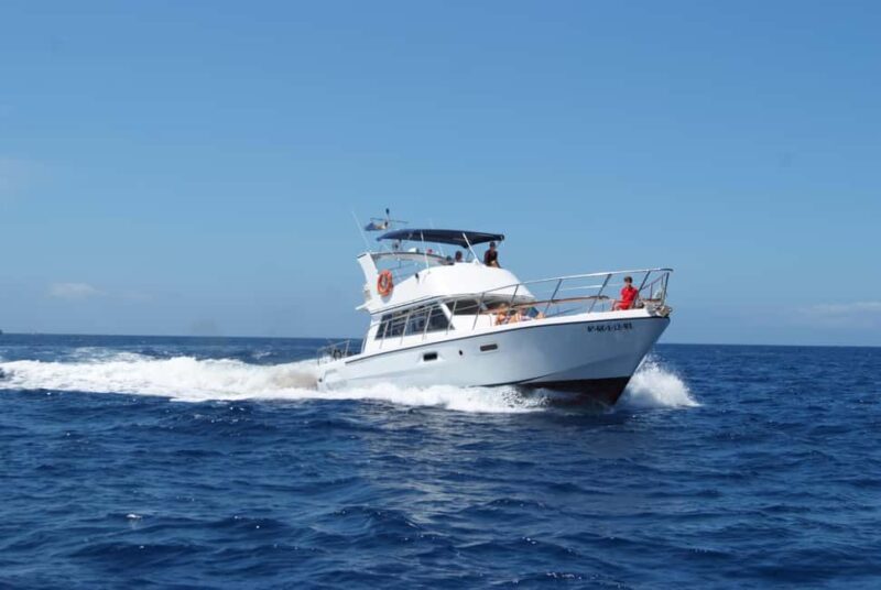 Discover whales in Tenerife: exclusive yacht tour with swimming and lunch. - Who Is This Tour Best For?