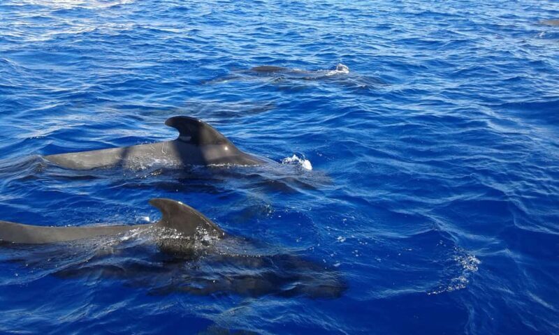 Discover whales in Tenerife: exclusive yacht tour with swimming and lunch. - FAQs