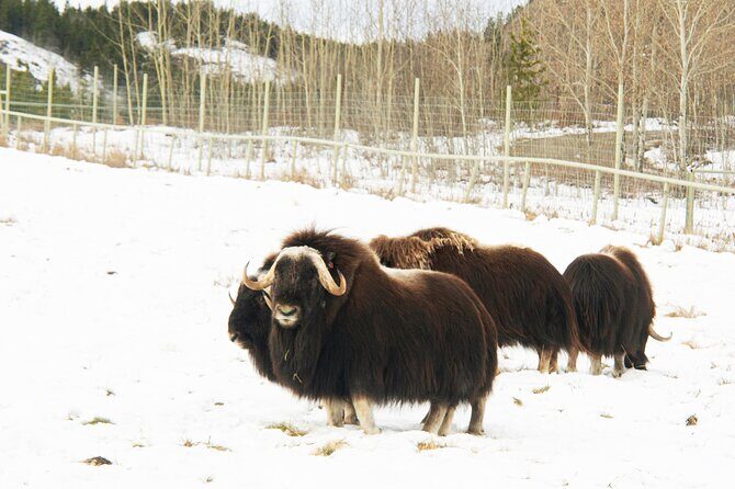 Discover Whitehorse with Northern Lights and Yukon Wildlife Tour - Whitehorse: The Starting Point