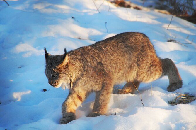 Discover Whitehorse with Northern Lights and Yukon Wildlife Tour - Final Day: Departure