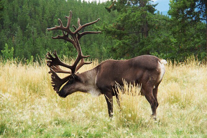 Discover Whitehorse with Northern Lights and Yukon Wildlife Tour - The Real Deal: Authentic Encounters and Challenges