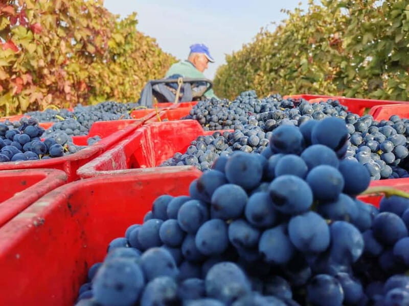 Discovering Dogliani and the territories of Alta Langa - An in-depth look at the Dogliani and Alta Langa wine tour