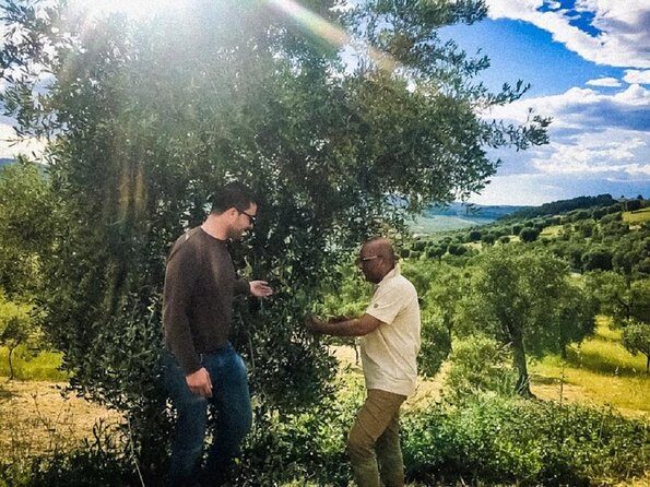 Discovering extra virgin olive oil - Key Points