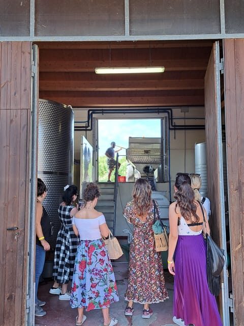 Discovering the mystery grape varieties - FAQ