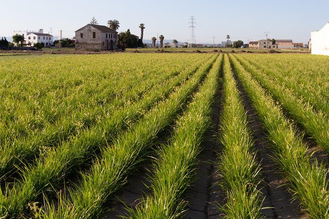 Discovering Valencia - private full day tour - The Experience: What Travelers Loved & Considerations