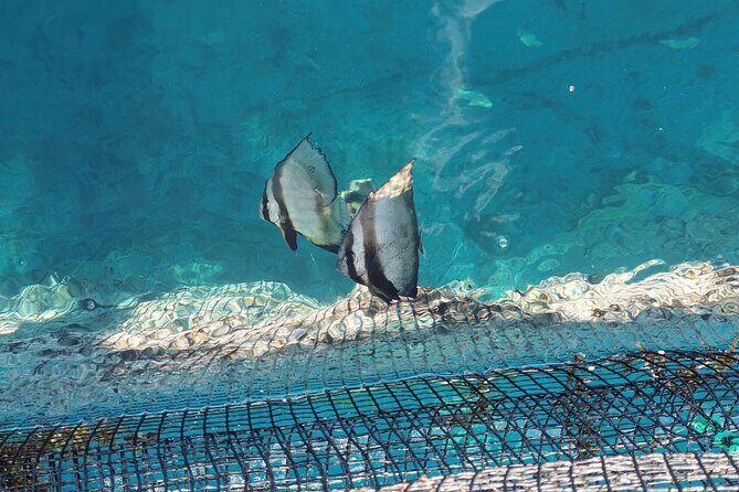 Discovery of the Tahiti Teahupo'o Jurassic Tour peninsula - Practical Details: What Does the Tour Include?