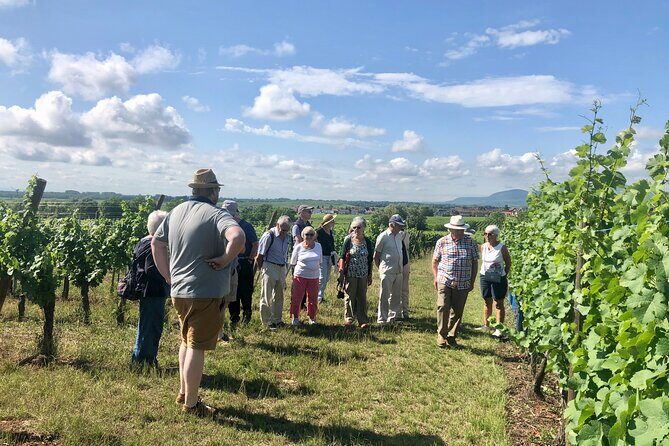 Discovery Vineyard - Key Points