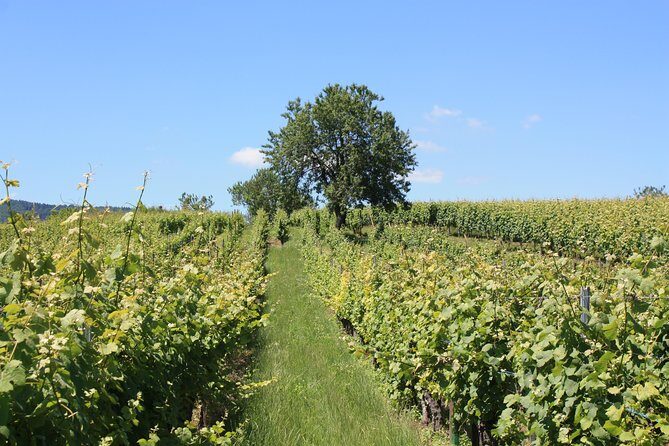 Discovery Vineyard - A Detailed Look at the Discovery Vineyard Tour