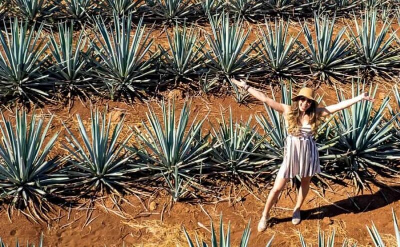 Distillery Entry Tickets and Tastings in Tequila Jalisco - Key Points