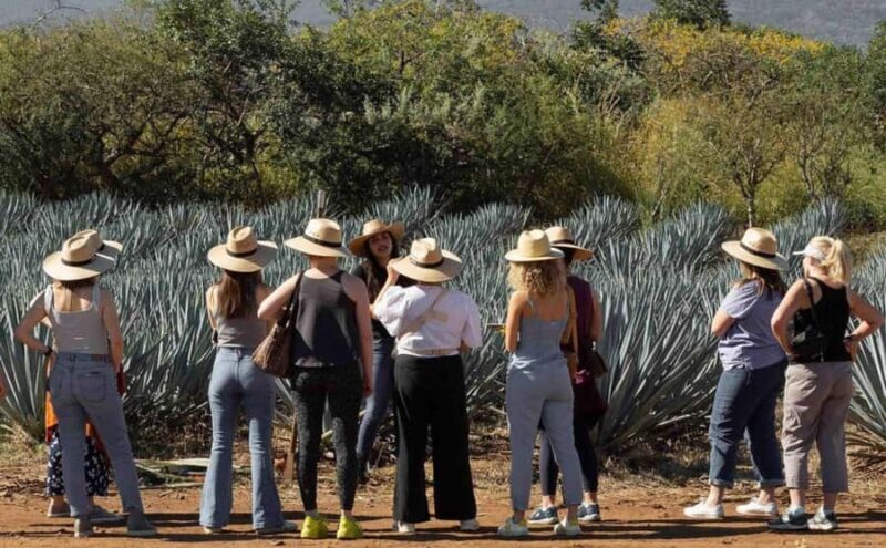 Distillery Entry Tickets and Tastings in Tequila Jalisco - An In-Depth Look at the Tour Experience