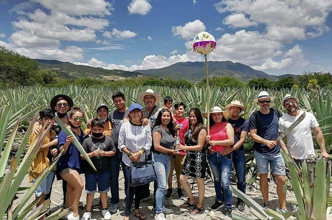 Distillery Tour and Agave Fields by Mal de Amor Mezcal - The Sum Up