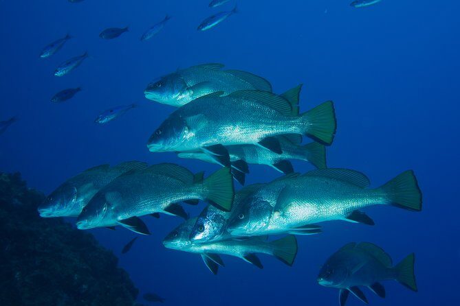 Dive Christening - Who Should Consider This Tour?