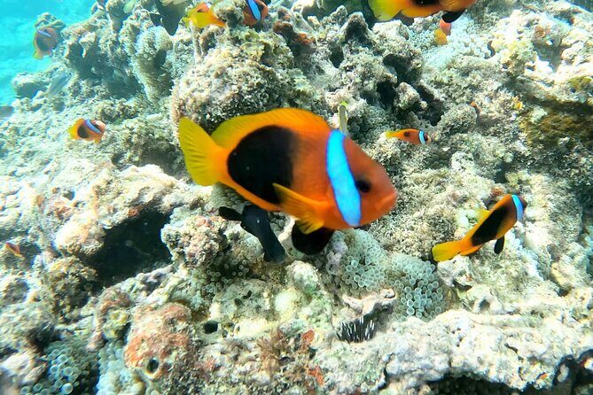 Dive Into Paradise: Snorkel Adventure at Paradise Cove - Key Points