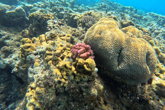 Dive Into Paradise: Snorkel Adventure at Paradise Cove - What Travelers Say