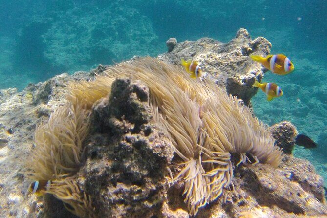 Dive Into Paradise: Snorkel Adventure at Paradise Cove - Practical Tips for Your Snorkeling Trip