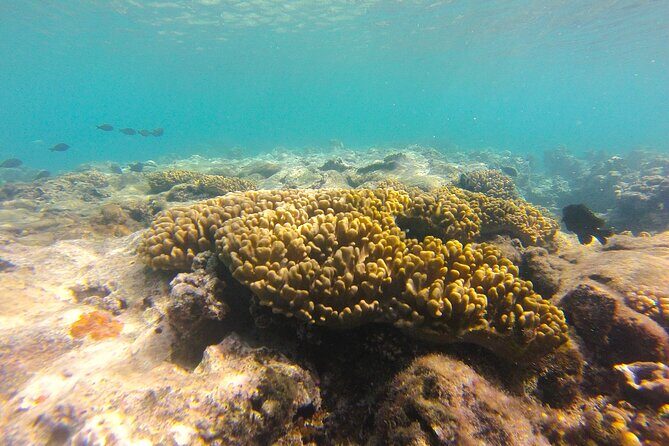 Dive Into Paradise: Snorkel Adventure at Paradise Cove - Who Will Love This Tour?