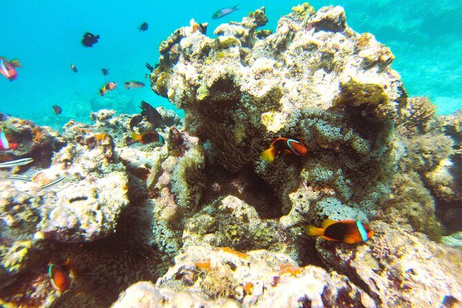 Dive Into Paradise: Snorkel Adventure at Paradise Cove - Final Thoughts