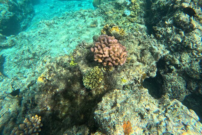 Dive Into Paradise: Snorkel Adventure at Paradise Cove - Frequently Asked Questions