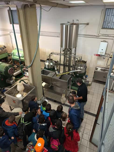 Dive into the Secrets of Olive Oil: Tour the Oil Mill and Join a Tasting Experience - Key Points