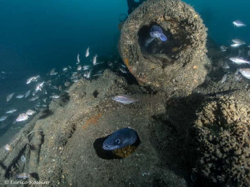 Dive the U-boat 1277 - the Most Iconic Dive in Portugal - Practical Tips for a Smooth Experience