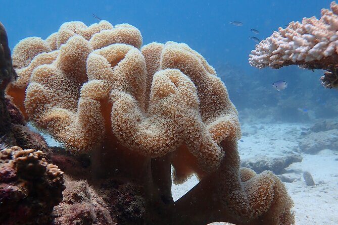 Dive Trip Experience in Koh Tao - Detailed Itinerary Breakdown