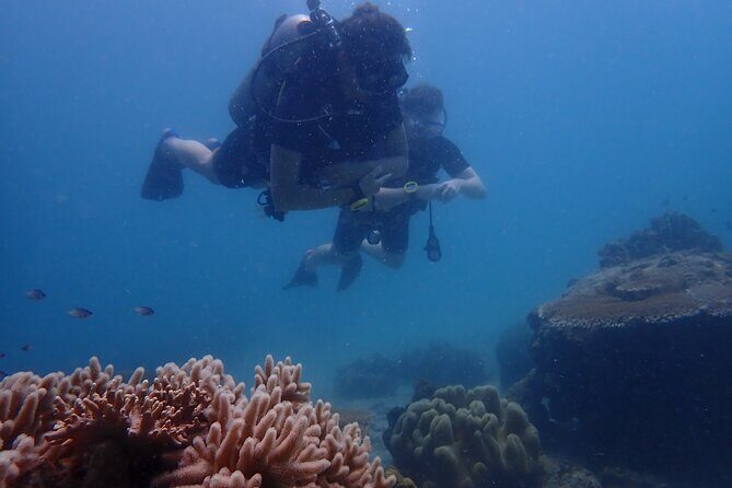 Dive Trip Experience in Koh Tao - What Makes This Tour Stand Out?