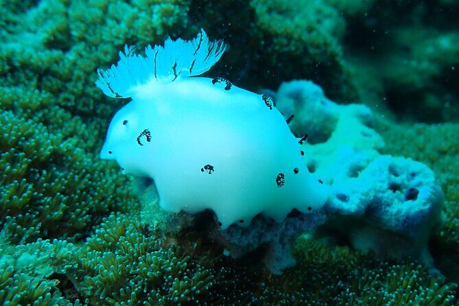 Dive Trip Experience in Koh Tao - FAQs