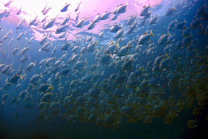 Dive trip with 2 dives (start from Ko Kut) - Key Points