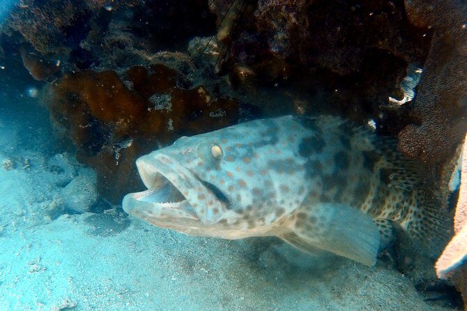 Dive trip with 2 dives (start from Ko Kut) - An Overview of the Tour Experience