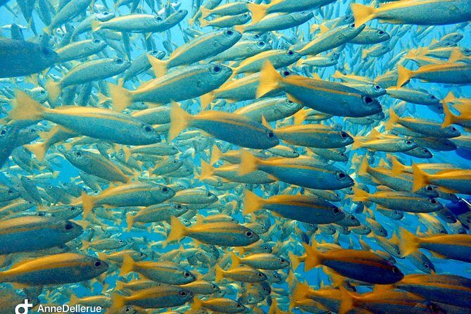 Dive trip with 2 dives (start from Ko Kut) - Why This Tour Stands Out