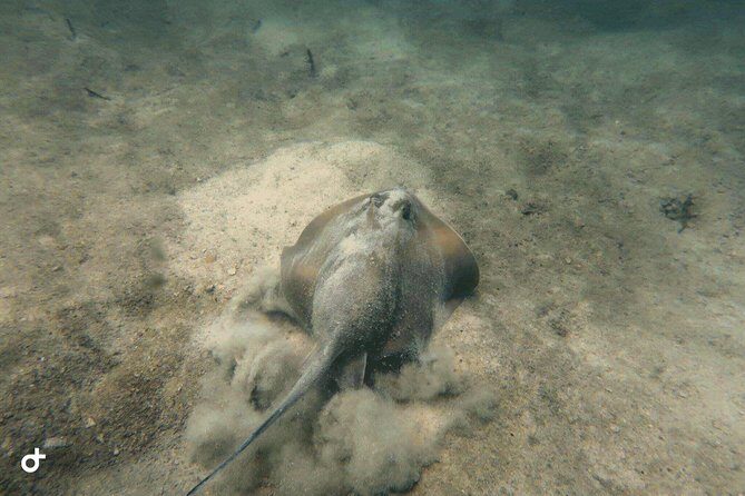 Dive trip with 2 dives (start from Ko Kut) - The Value for Money