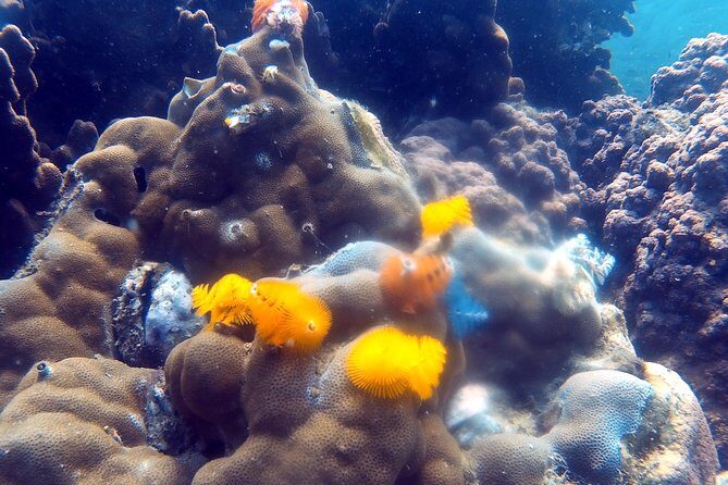 Dive trip with 2 dives (start from Ko Kut) - Who Will Love This Experience?
