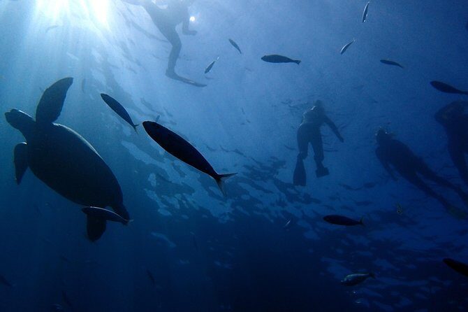 Diving Adventures - Boat and Shore Diving - What to Expect from the Tenerife Snorkeling Tour