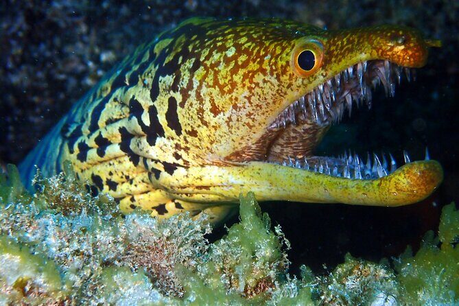 Diving Adventures - Boat and Shore Diving - FAQs