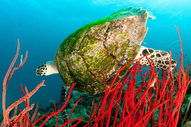 Diving at Koh Chang, daytrip with 2 dives - The Sum Up: Who Will Love This Tour?